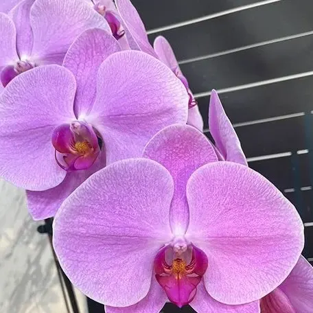 Phalaenopsis Pintung Pink