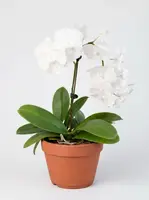Orchid 'White Phalaenopsis'