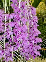 Den. anosmum (lavender) Hybrid Cross , Not a clone