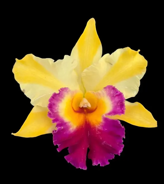 Rhyncholaeliocattleya Amazing Thailand x Chomthong Delight