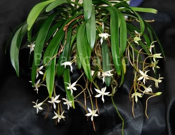 Aerangis jacksonii (Aerangis)