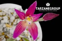 CALADENIA HARLEQUIN AUSTRALIAN TERRESTRIAL ORCHID TUBER