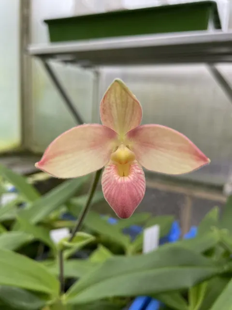 Phragmipedium Manzur La Aldea (Phragmipedium)