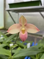 Phragmipedium Manzur la Aldea (besseae x manzurii)