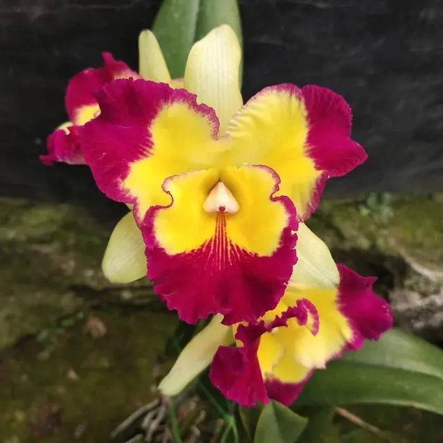 Rhyncholaeliocattleya Taiwan Fantasy *flori Parfumate