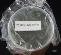 FLASK Bulbophyllum facetum