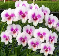 Dendrobium Paragon Splash 31 Medium Size