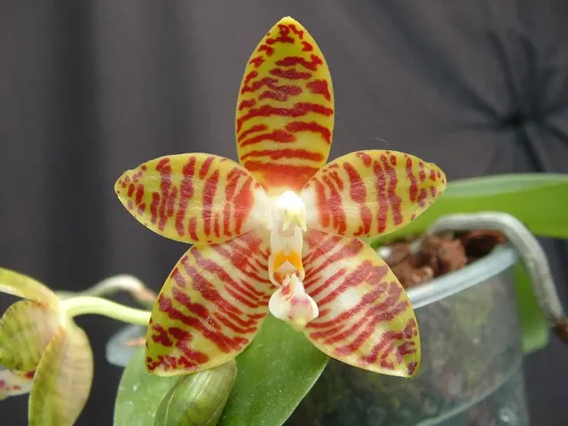 Phalaenopsis Ambonosa