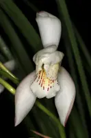 Cymbidium wenshanense 'Spitskop' AM/SAOC x self