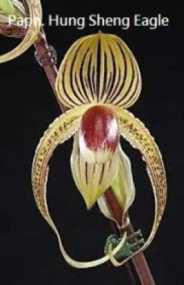 Paphiopedilum Hung Sheng Eagle '#307' (Paphiopedilum)