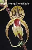 Paph. Hung Sheng Eagle (gigantifolium x rothschildianum '#307')