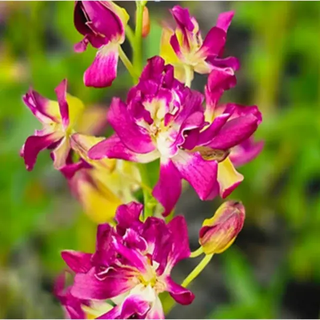 Dendrobium Betty Rose Red (Dendrobium)