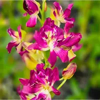 Dendrobium Betty Rose Red