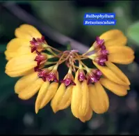 Bulbophyllum Retusiusculum