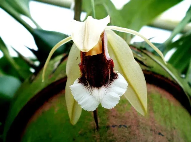 Coelogyne speciosa
