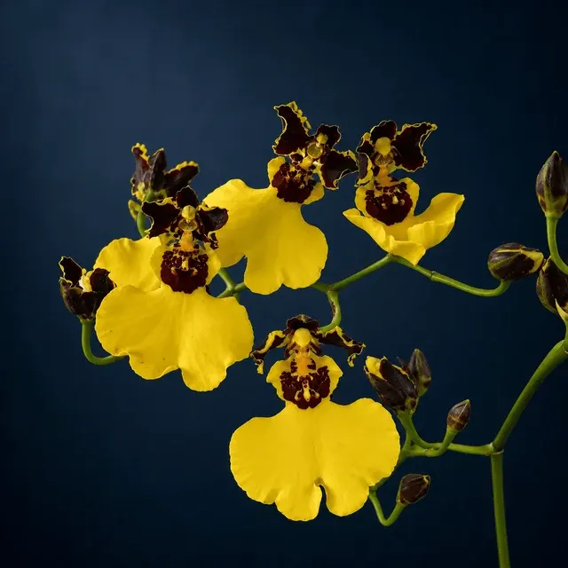 Oncidium varicosum 'Balduin Black' (Oncidium)