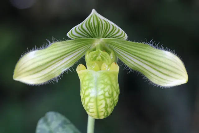 Paphiopedilum venustum 'Lisa x Torrence' (Paphiopedilum)