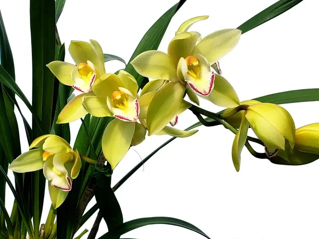 Cymbidium 947-14 Fortissimo Pianist (Cymbidium)