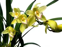 Cymbidium 947-14 Fortissimo Pianist