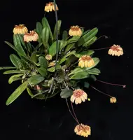Bulbophyllum sikkimense (AKA Bulbophyllum Roxburghii)