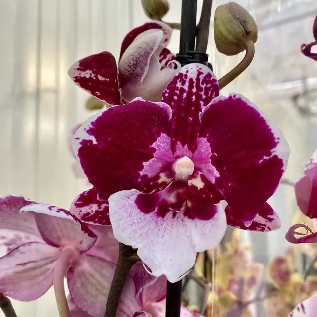Phalaenopsis 'Limited #42’ Big Lip