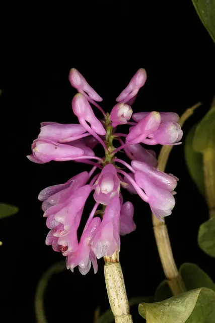 Dendrobium erosum (Dendrobium)