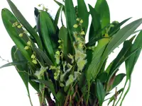 Stelis guianensis var Maria (Big)