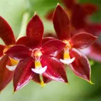 Phalaenopsis Valentinii