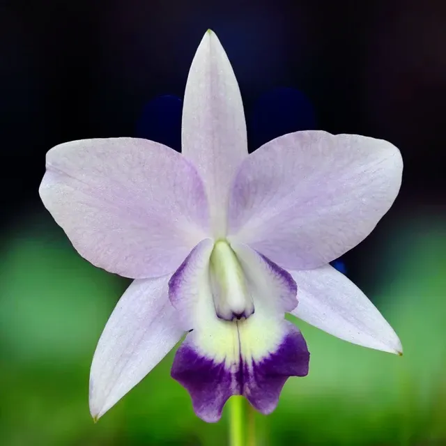 Cattleya Love Knot