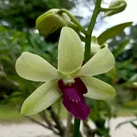 Dendrobium Orchid Woon Leng - Seedling