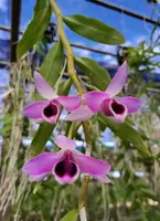 Dendrobium parishii "Semi Alba" — No
