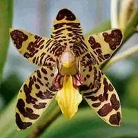 Ansellia africana sp.
