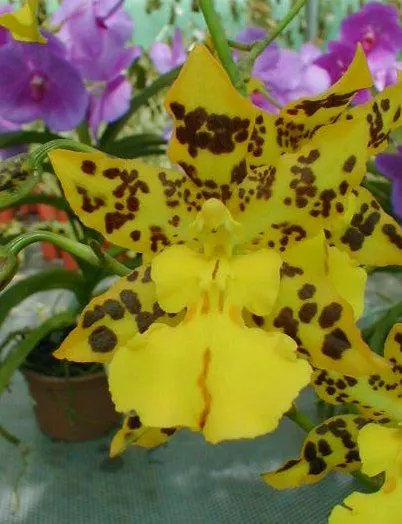 Odontocidium RUSSIKONS GOLDBAUM