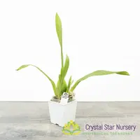 Oncostelopsis Fran's Jewels 'Brilliant' (H037)