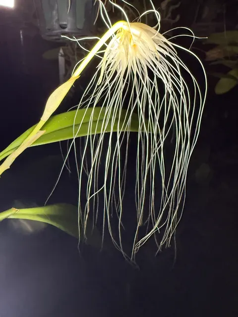 Bulbophyllum Medusae Orchid (Bulbophyllum)