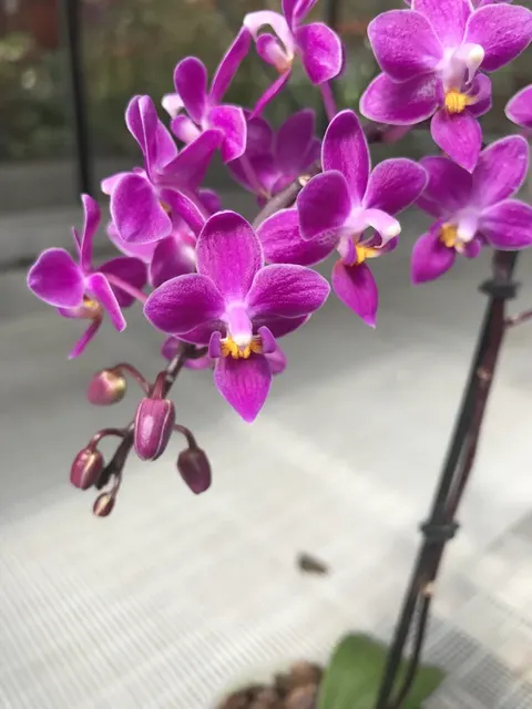Phalaenopsis equestris 'B#100'