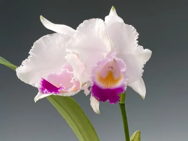 Cattleya quadricolor 'Caribbean Fantasy' (Cattleya)