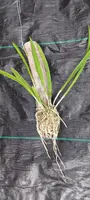 Cattleya Orchid Plant Mounted on Driftwood - Brassavola Little Stars - Blooming Size Orchid - Aged Citrus Wood Display