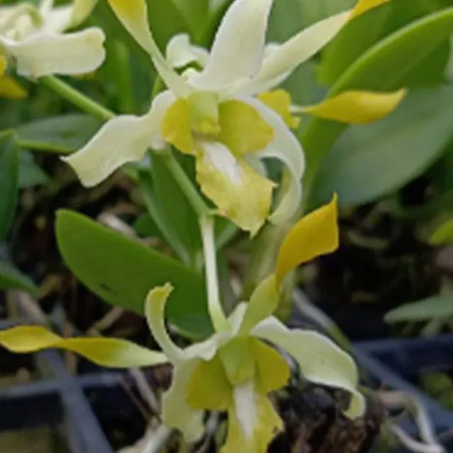 Dendrobium Ceasar Green (Dendrobium)