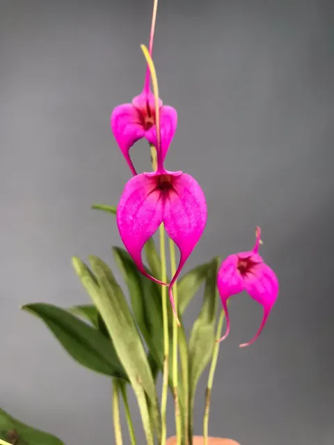 Masdevallia rosea x (Masdevallia)