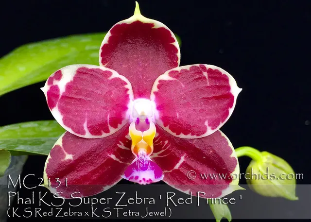 Phalaenopsis KS Super Zebra 'Red Prince'