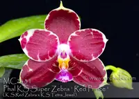 Phal. KS Super Zebra 'Red Prince , note : amazing fragrance , Limited ' (K S Red Zebra x K S Tetra Jewel )
