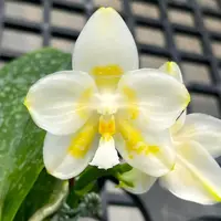 Phal. Yaphon Database — Blooming Size