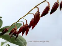 Pleurothallis restrepioides – Species, Dark Purple