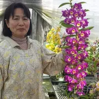 Dendrobium Red River