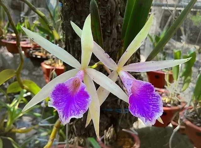 Brassocattleya Nok Noi Nodosa