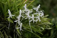 Neofinetia falcata
