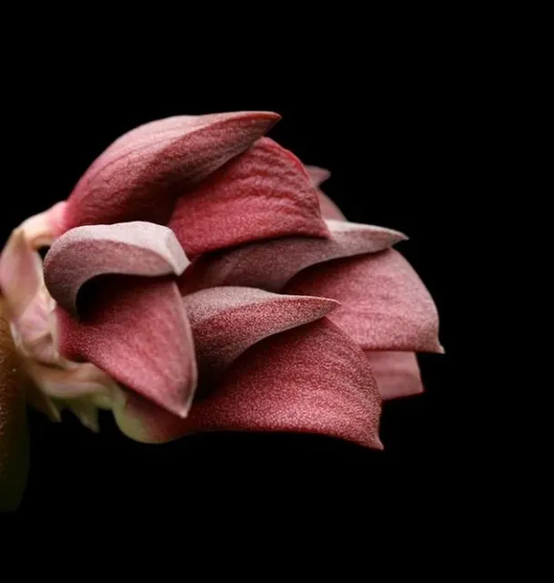 Bulbophyllum phalaenopsis x