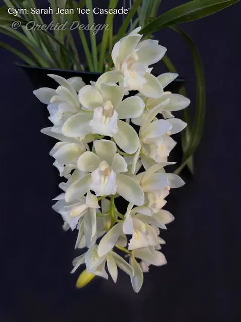 Cymbidium Sarah Jean 'Ice Cascade' (Cymbidium)