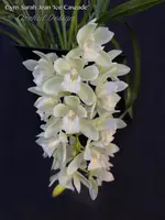 Pendulous Cymbidium Sarah Jean 'Ice Cascade'